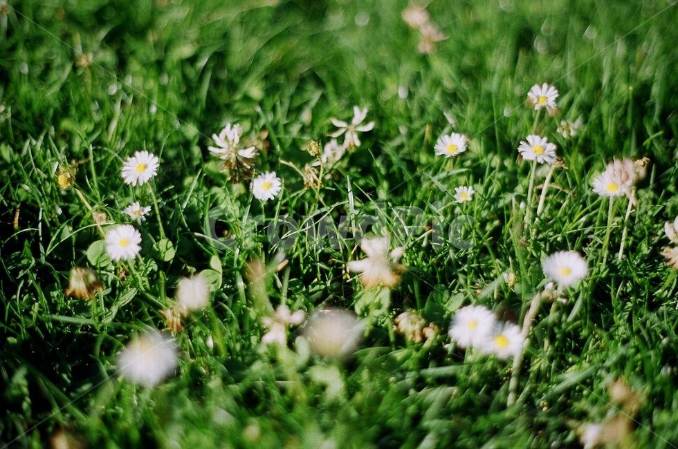 grass,꽃,flower,잔디,vintage,빈티지,감성,daisies,식물