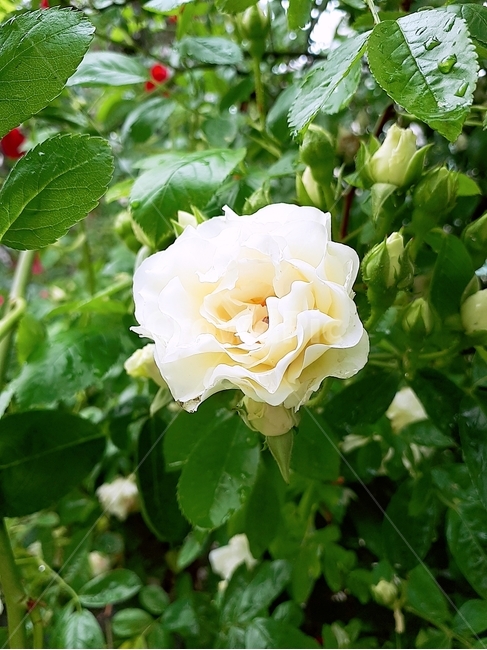 꽃,rose,장미,백장미,flower,식물,자연,plants,nature,꽃,flower