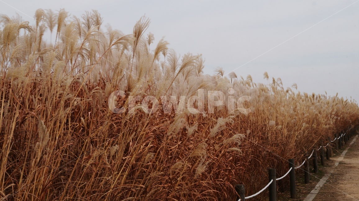 가을,가을풍경,하늘공원,갈대,억세풀,가을,계절,fall,autumn,season,자연,풍경,nature,landscape,grass,잔디,plant,식물,lawn,reed