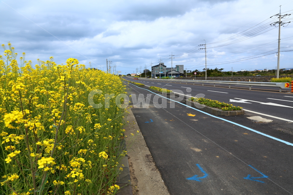spring,Drive course,Jeju travel,Jeju road,sight,rape flower