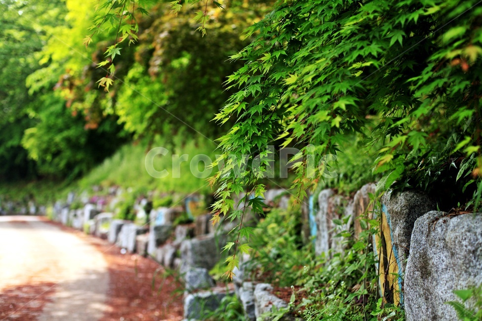 길,자연,풍경,돌담,나무,식물,자연,plants,nature
