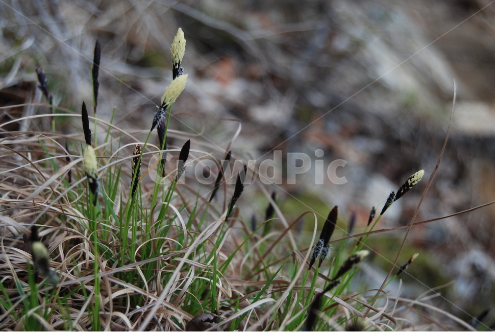 팔봉산,바위,야생화,한국명산,봄,식물,자연,plants,nature