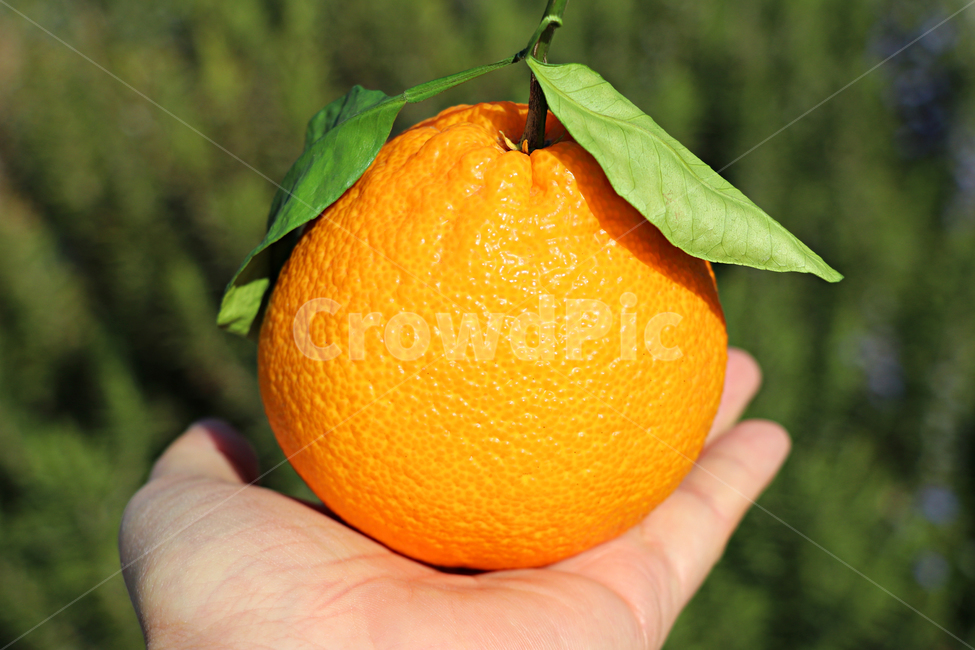 한라봉,감귤류과일,citrusfruit,fruit,과일,orange,주황색,food,plant,식물,음식,식재료,요리,food,cook,meal,dishes,food reserves,과일,열매,fruit