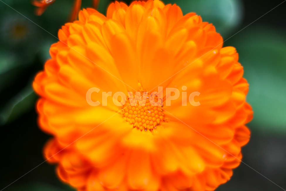 금잔화,주황색꽃,주황색금잔화,봄꽃,봄,화단,봄화단,아웃포커싱,봄날,spring,공원,plants,nature,flower,식물,자연,plants,nature,꽃,flower