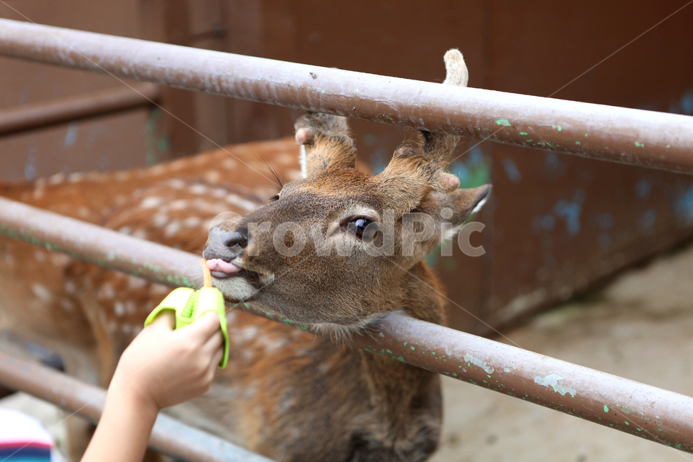 꽃사슴,사슴,먹이주기,동물원,zoo,동물,animal,포유류,mammal
