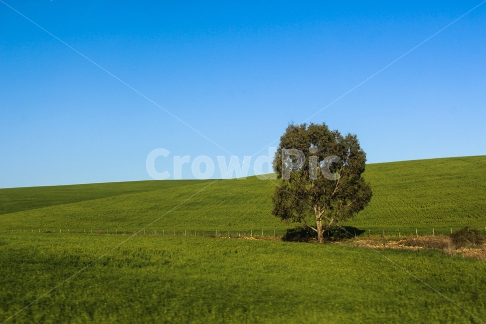 tree,자연,nature,field,목초지,plant,grassland,나무,자연,풍경,nature,landscape,식물,plants,나무,trees,wood