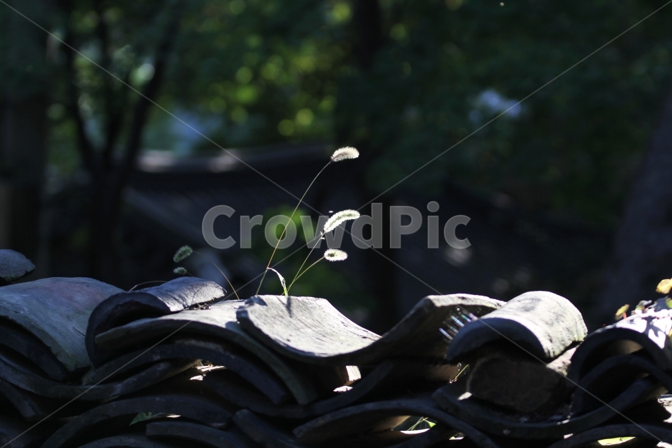 강아지풀,식물,가을,감성사진,자연,꽃,가을,계절,fall,autumn,season,식물,자연,plants,nature