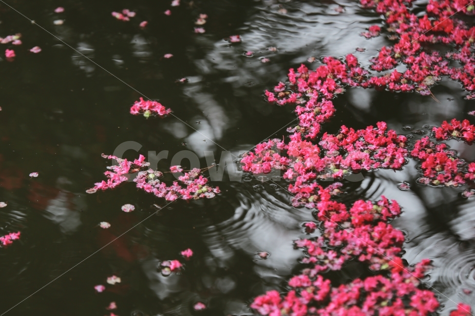 배롱,배롱나무,반영,호수,낙화,식물,자연,plants,nature,꽃,flower,감성,sensible,feeling