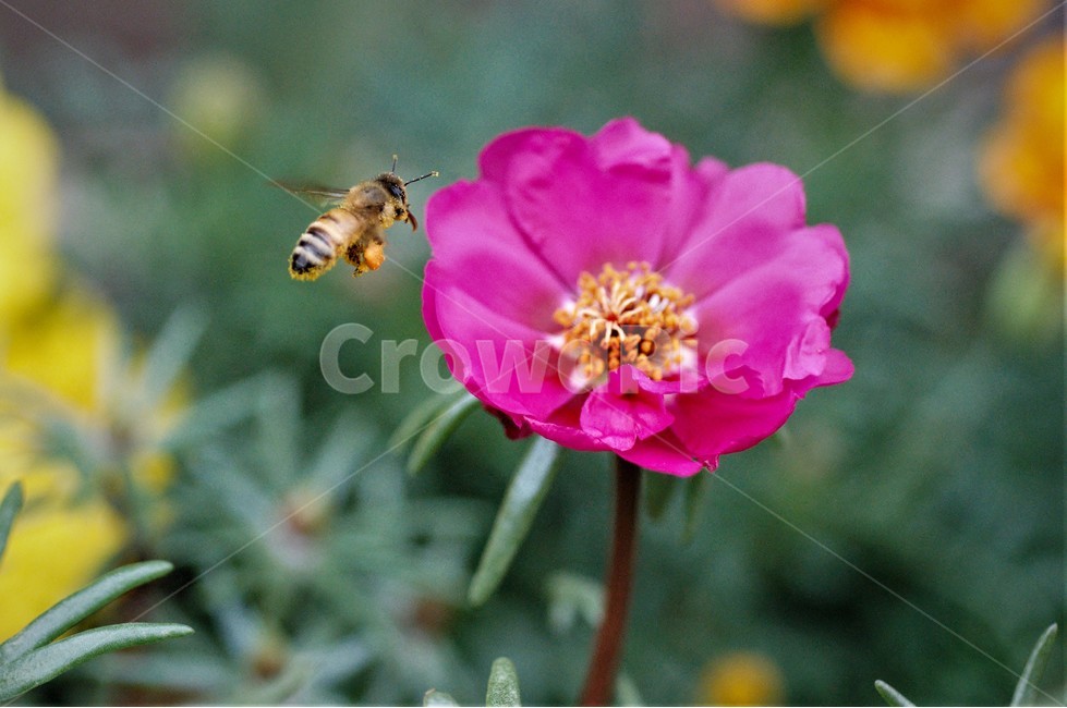 벌,꽃,조화,접사,자연,양봉,꿀,제주도,제주시,식물,자연,plants,nature,꽃,flower,동물,animal,곤충,벌레,insect,bug