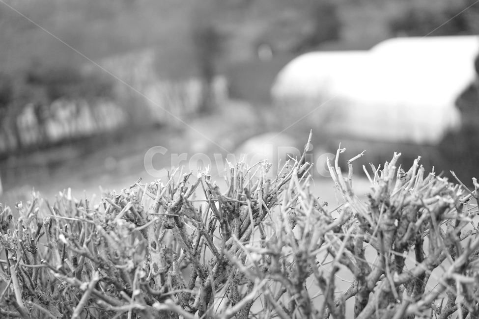 겨울,나무,흑백,빈티지,추상,감성,blackandwhite,cold,plant,nature,자연,식물,자연,plants,nature,나무,trees,wood,흑백,모노톤,monochrome,black and white