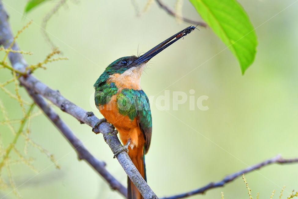자카마르,animal,동물,bird,새,beeeater,동물,animal,조류,새,birds