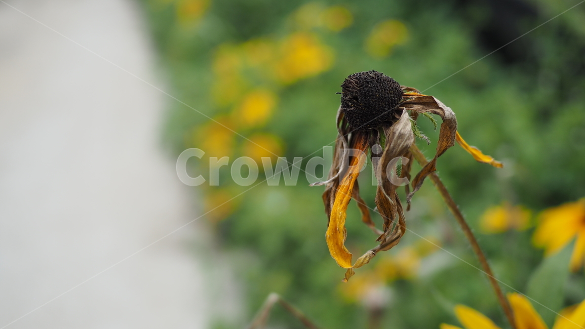 야생화,꽃,그린,wildflower,flower