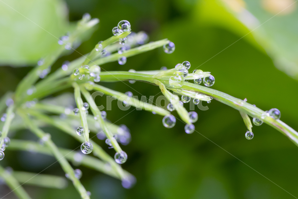 접사,물방울,새벽,감성,감정,이슬,macro,pinetree,소나무,식물,자연,plants,nature