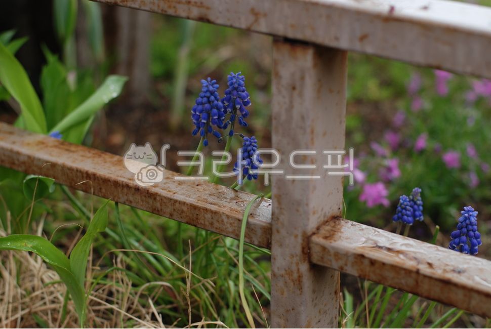 무스카리,파란색꽃,화단,울타리,휀스,봄