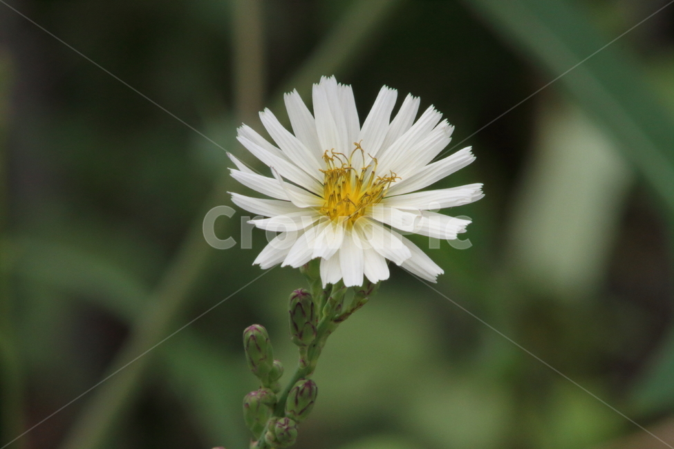 왕고들빼기,야생화,꽃,식물,indianlettuce,고들빼기,식물,자연,plants,nature,꽃,flower