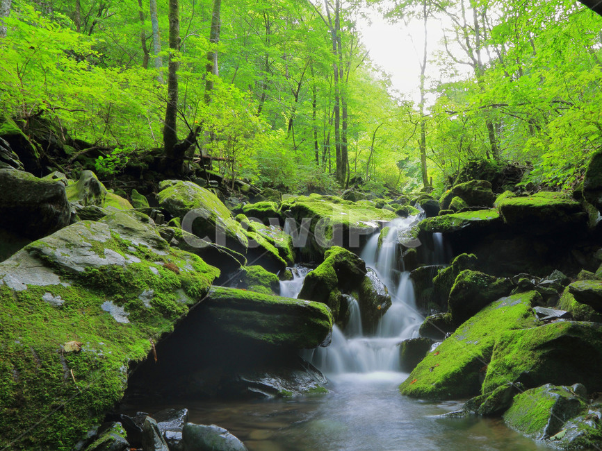 water,물,nature,자연,outdoors,river,옥외,강,stream,흐름,이끼,계곡,장전,장전계곡,강원도,빛,자연,풍경,nature,landscape