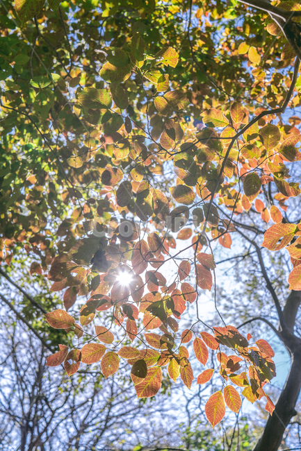 light,빛,flare,플레어,leaf,잎,plant,식물,단풍나무