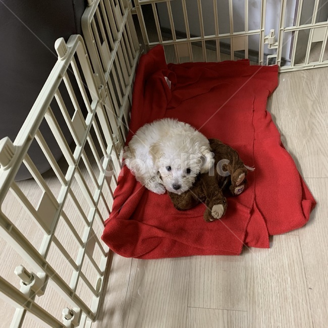 개,강아지,푸들,애기,동물