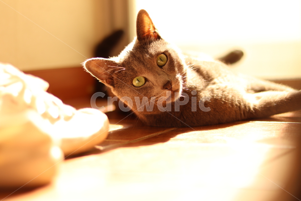 고양이,러시안블루,노을,반려동물,귀여움,반려묘,cat,russianblue,동물,animal,포유류,mammal,고양이,cat,kitten,kitty