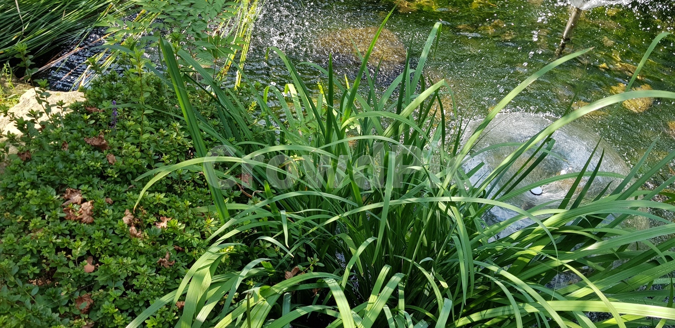 식물,초록풀,물,연못,정원,연두입사귀,초목,plant