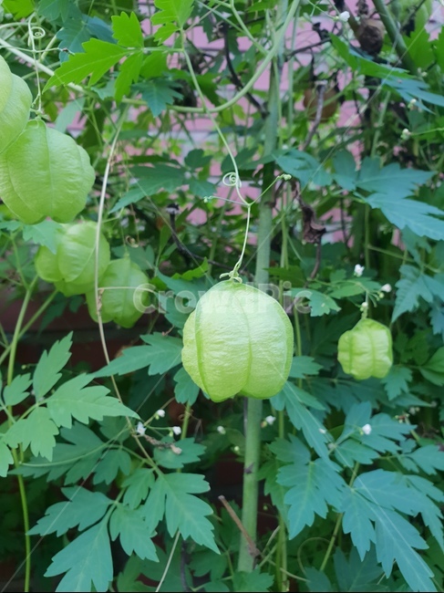 식물,초록,주머니,싱그로운,생명,식물,자연,plants,nature