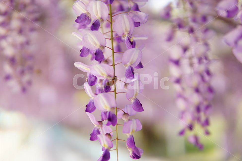 등나무,꽃,보라색꽃,flower,식물,japanesewisteria,식물,자연,plants,nature,꽃,flower