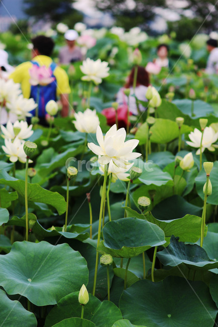 연꽃,lotus,꽃,flower,blossom,plant,불교,식물,자연,plants,nature,꽃,flower