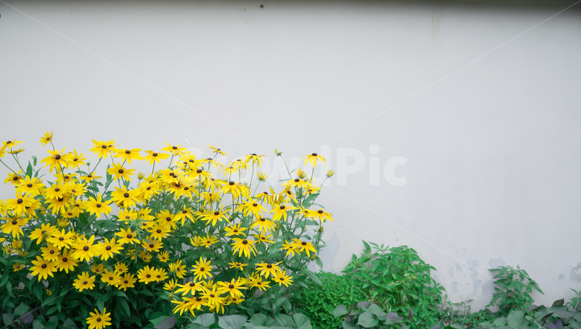 벽,노란색,꽃,초록색,들꽃,꽃,flower