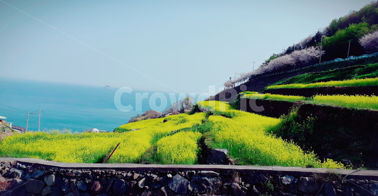 봄,유채꽃,바다,하늘,자연,식물,자연,plants,nature,꽃,flower
