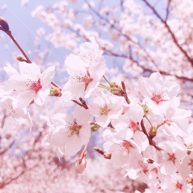 cherryblossom,벚꽃,flower,blossom,꽃,봄꽃,봄,봄,계절,spring,season