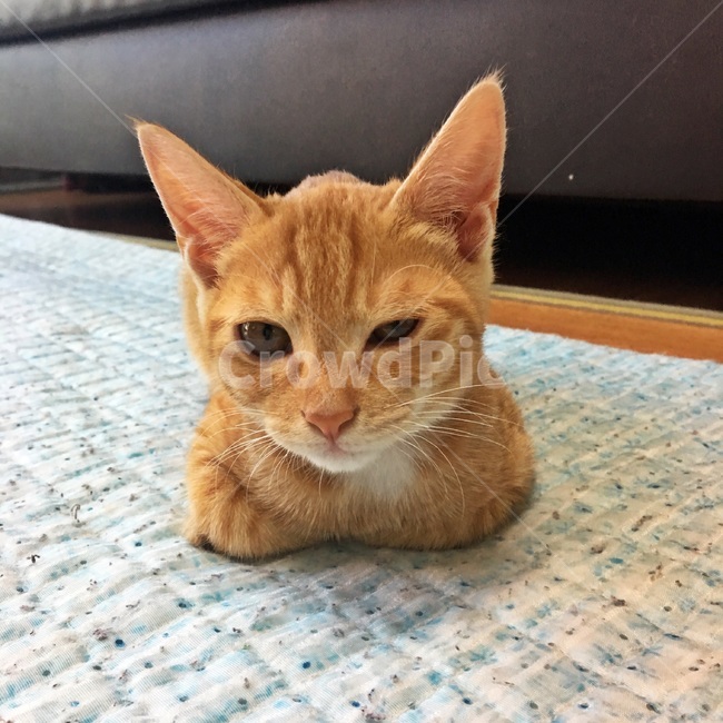 고양이,잠자는고양이,코리아숏헤어,코숏,식빵자세,노란고양이,치즈코숏,캣초딩,아깽이,길고양이,cat,반려묘,반려동물,animal,동물,animal,포유류,mammal,고양이,cat,kitten,kitty