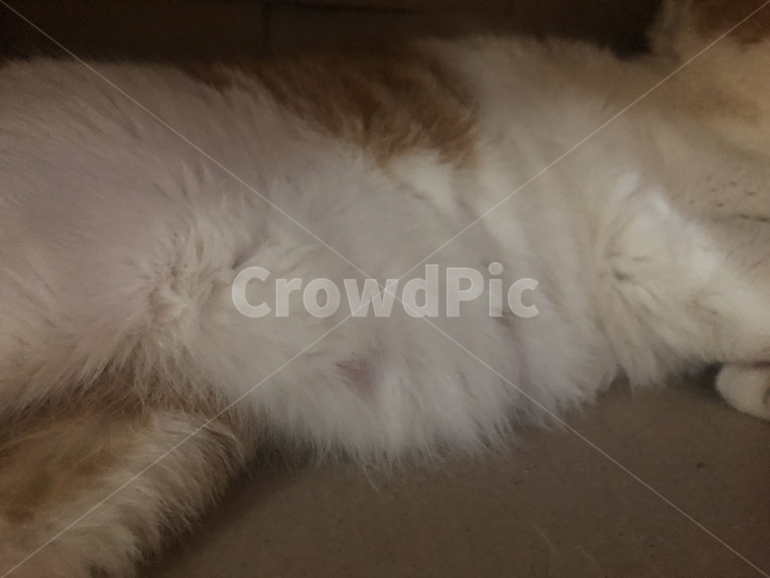 고양이,고양이뱃살,뱃살,치즈냥이,상자속,동물,animal,포유류,mammal,고양이,cat,kitten,kitty