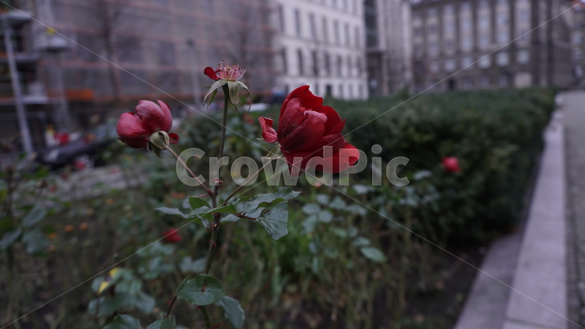 flower,geranium,제라늄,plant,식물,blossom,꽃,rose,장미