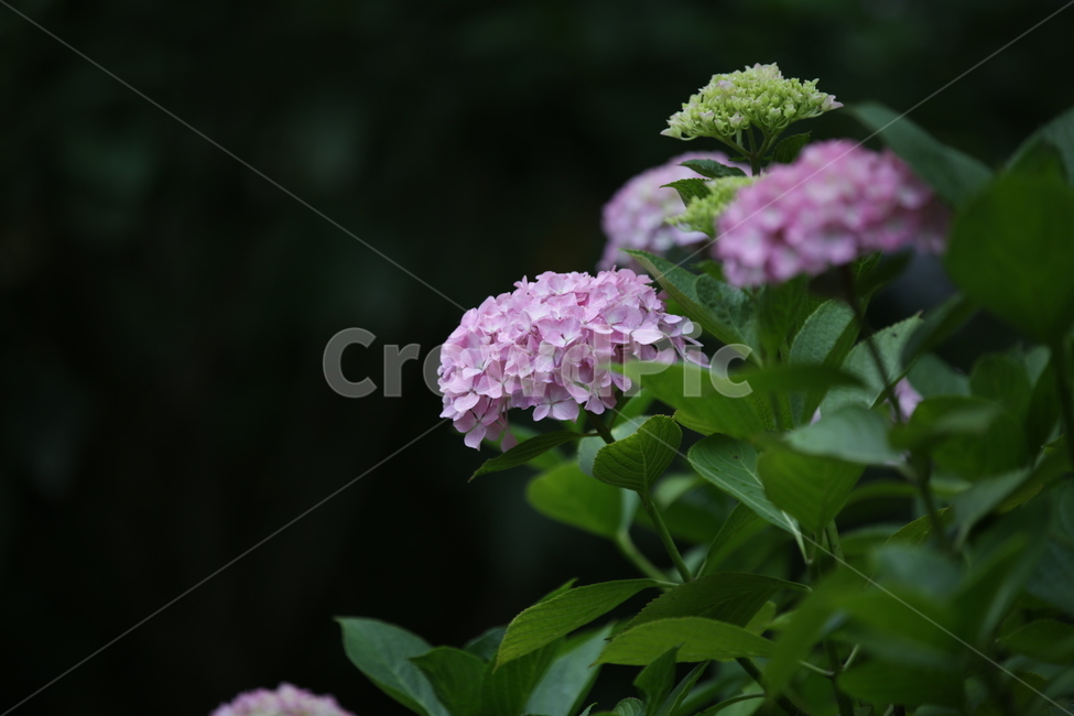 수국,Bigleafhydrangea,쌍떡잎식물,장미목,낙엽관목,수국꽃,식물,자연,plants,nature,꽃,flower,식물,자연,plants,nature,꽃,flower