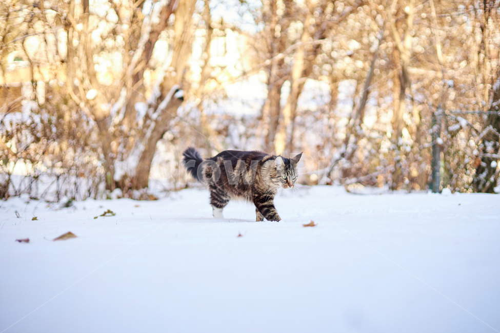 cat,고양이,animal,동물,mammal,포유류,pet,애완동물,반려동물,반려묘,눈,눈쌓인풍경,쌓인눈,snow,눈밭,길냥이,산책냥,산책냥이,nature,자연,겨울,계절,winter,season,동물,animal,포유류,mammal,고양이,cat,kitten,kitty