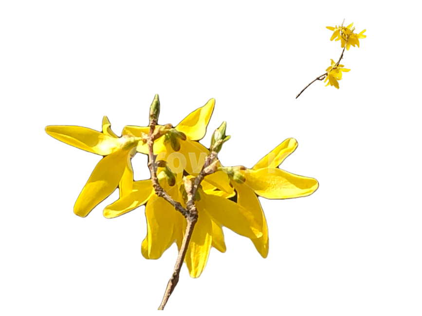 누끼,개나리꽃,개나리,꽃,봄,투명배경,배경,flower,goldenbell,spring,background,누끼,remove background
