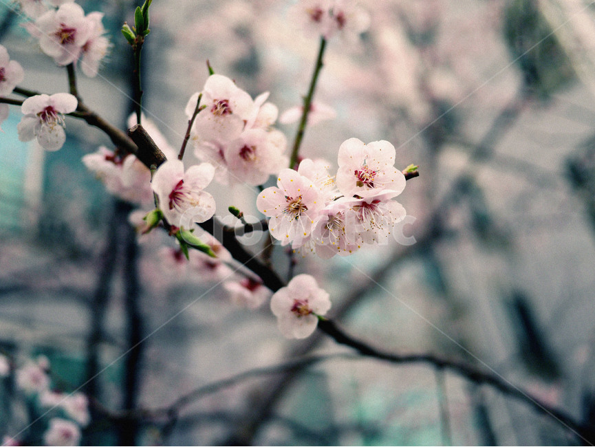 벚꽃,꽃사진,봄,cherryblossom,flower,spring,봄,계절,spring,season,식물,자연,plants,nature,꽃,flower,plant,blossom