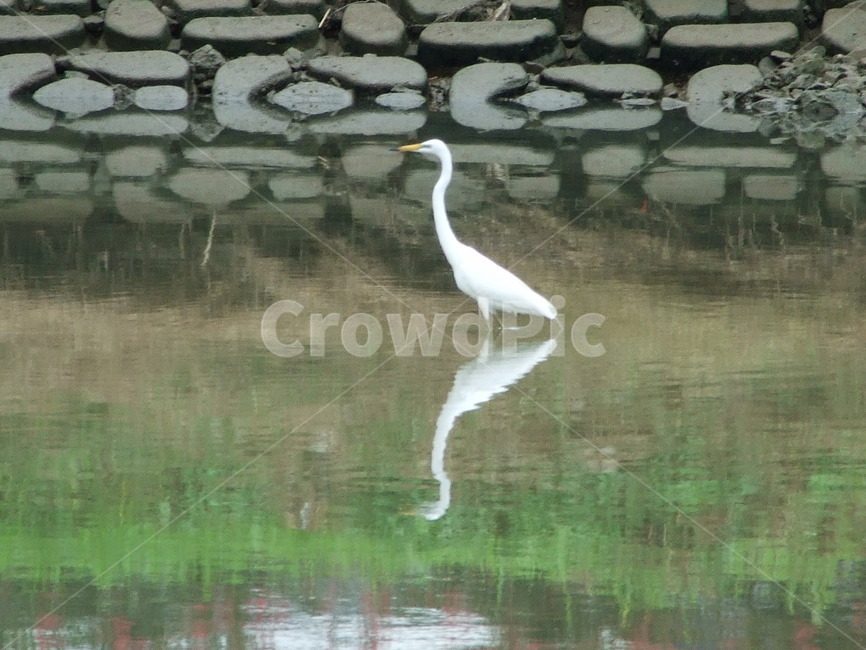 새,광주천,흰새,물가,동물,동물,animal,조류,새,birds