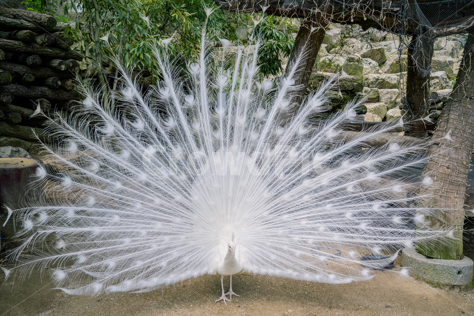 공작,백공작,백색,깃털,조류,새,화려한,동물,animal,조류,새,birds