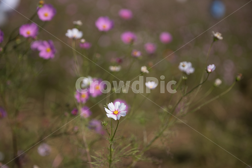 flower,꽃,식물,코스모스,가을,자연,식물,자연,plants,nature,꽃,flower