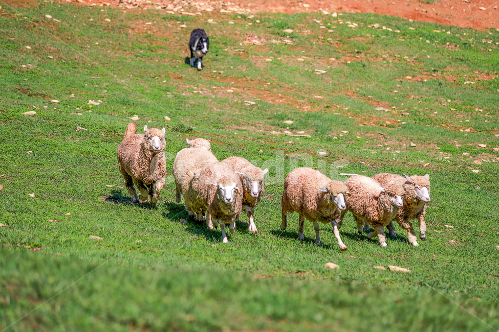 양떼,목장,양모리,자연,동물,sheep,양,들,field,animal,동물,animal,포유류,mammal,산업,industry,industrial,목축업,목장,livestock farming,ranching,pasture