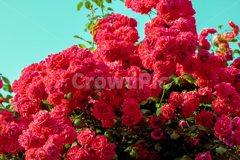 장미,rosd,꽃,flower,빨강,그린,red,green,정원,여름,낭만,조화,식물,자연,plants,nature,꽃,flower