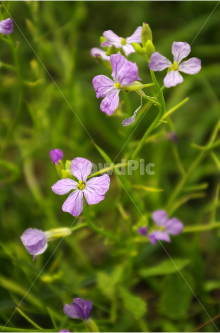 꽃,식물,flower,color,nature,자연,식물,자연,plants,nature,꽃,flower
