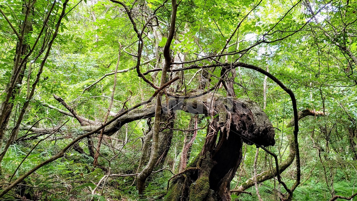 제주도,제주숲,곶자왈,제주원시림,제주화산암,jejuforest,nature,green,jejuforestlandscape,tree,forest,자연,제주도자연