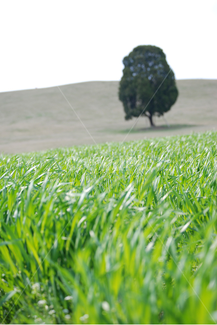 나무,공원,잔디,바람,평화로움,봄,여름,계절,tree,park,grass,wind,peaceful,spring,season,summer,자연,풍경,nature,landscape,식물,plants,나무,trees,wood,plant