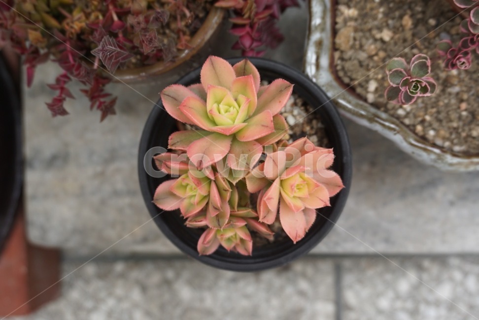 다육,다육이,화분,정원,반려식물,식물,텃밭,빨강,주황,실내용화초,화분,화초,house plant