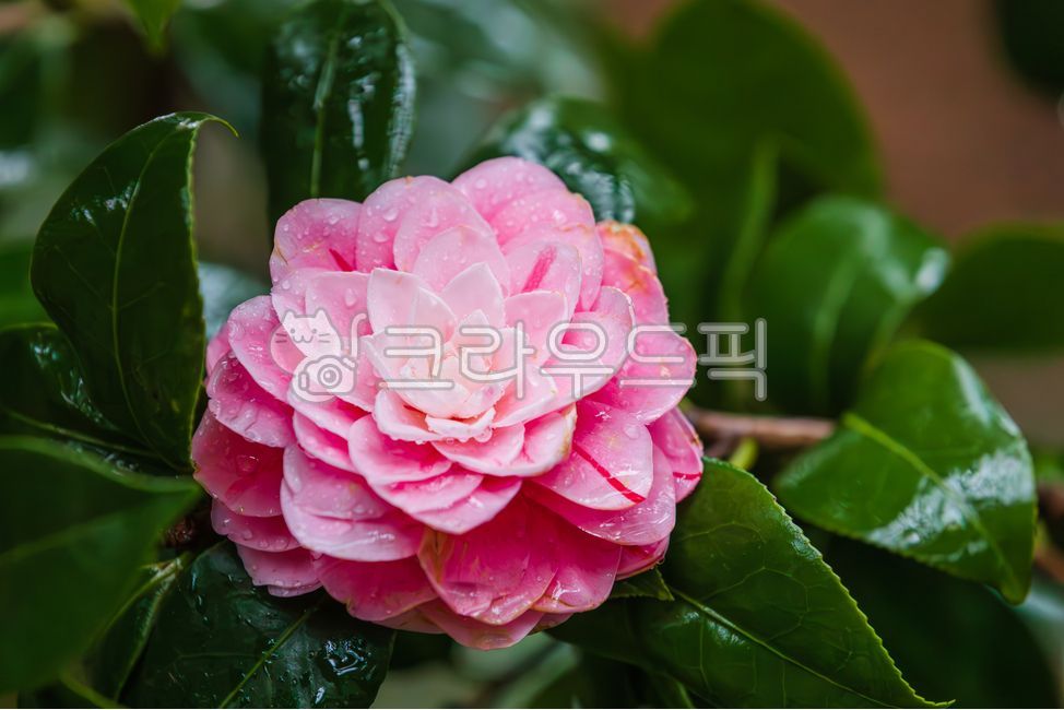 겹동백,동백나무,빗방울,이슬맺힌,이슬,동백꽃,동백,꽃,분홍색,분홍,꽃잎,초록색,잎,나무,차나무과,동백나무속,식물,자연,야외,흐린,비오는,날씨,상록교목,theaceae,commoncamellia,camelliatree,raindrops,camelliaflower,flower,pink,petal,green,leaf,tree,camelliafamily,plant,nature,outdoor,cloudy,rainy,weather,evergreentree,blossom,garden,bloom,beauty,flora,blooming,floral,closeup,beautiful