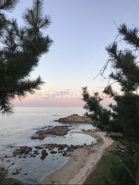 소나무,바다,해변,바위,모래사장,파도,하늘,노을,구름,핑크하늘,핑크빛,나무사이,자연,풍경,nature,landscape,해변,바다,beach,sea,tree,나무,plant,식물