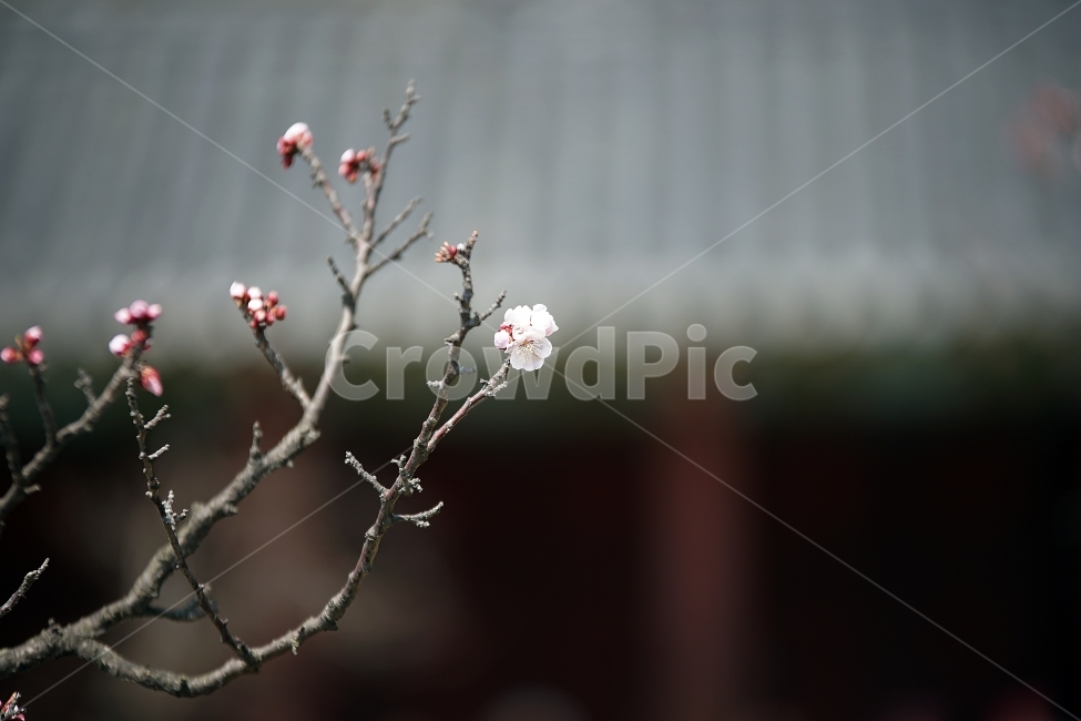 매화,창경궁,봄,벚꽃,궁,봄,계절,spring,season,식물,자연,plants,nature,꽃,flower