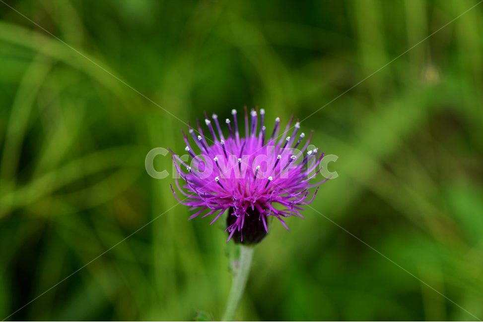 엉겅퀴,야생화,꽃,식물,자연,생태,플라워,flower,plants,nature,식물,자연,plants,nature,꽃,flower